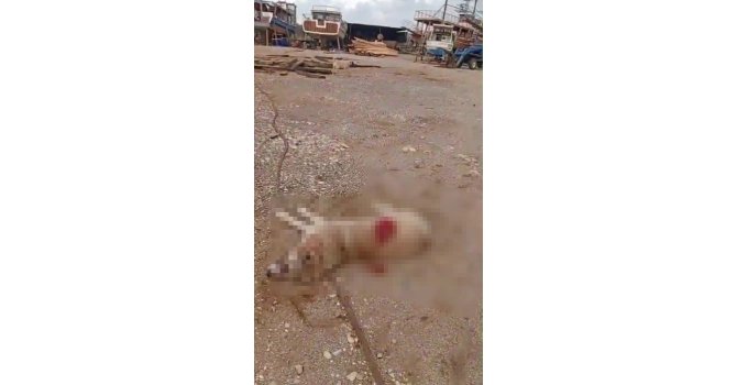 Köpeği av tüfeğiyle öldürdü, gözaltına alındı