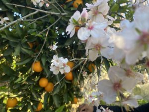 Aksu’da badem ağaçları şubat ortasında çiçek açtı