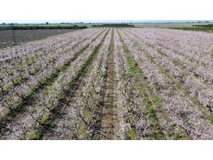 Adana’da şeftali ağaçları çiçek açtı