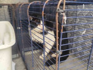 Derede mahsur kalan kedi kurtarıldı