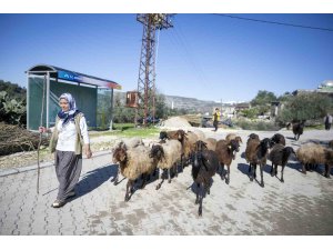 Mersin’de 360 yetiştiriciye 9 bin küçükbaş desteği
