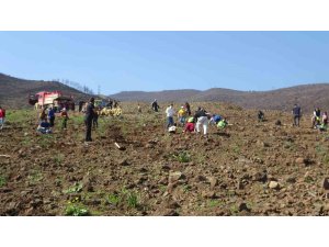 Hatay’da orman yangınından zarar gören alanlarda 5 bin fidan toprakla buluşturuldu