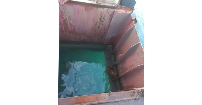 Gemiden denize düşen köpeği itfaiye kurtardı