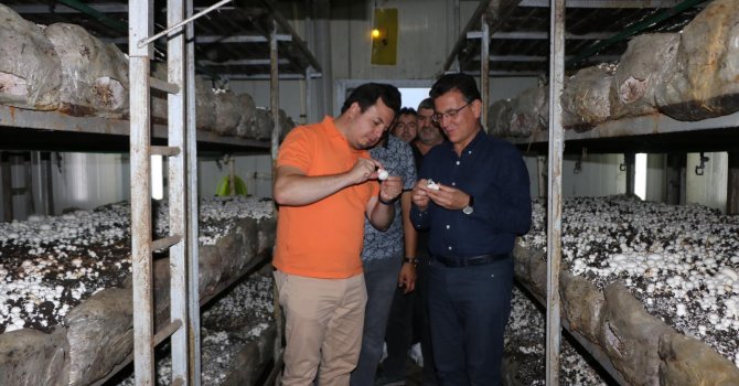 ATAY USLU: KORKUTELİ MANTARI TÜRKİYE MARKASIDIR 