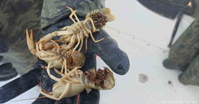 Eğirdir Gölü’nde kaçak pinterlere el konuldu, kerevitler göle bırakıldı