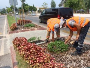 Kemer’de takades çiçeği açacak
