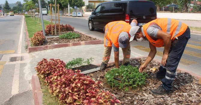 Kemer’de takades çiçeği açacak