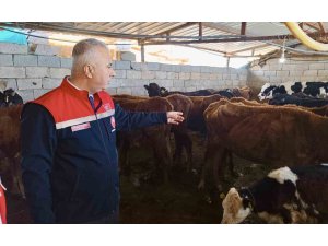 Kumlu’da yerli ırk hayvanlarla büyükbaş yetiştiriciliği yapan işletme incelendi