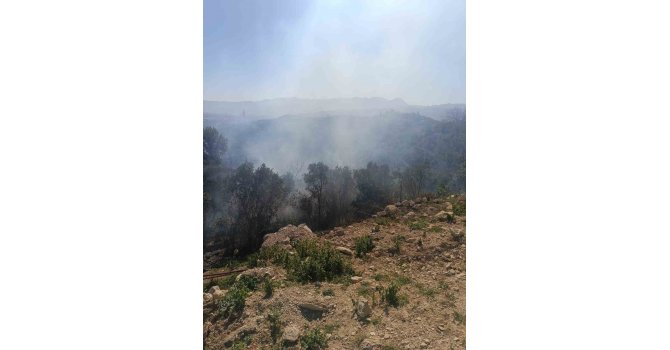 Samandağ’da ormanlık alanda çıkan yangın kısa sürede kontrol altına alındı