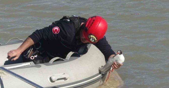 Antalya itfaiyesinden film gibi martı kurtarma operasyonu