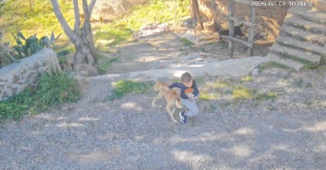 Antalya’da sahipsiz köpeğin saldırısına uğrayan 7 yaşındaki çocuk hastanelik oldu