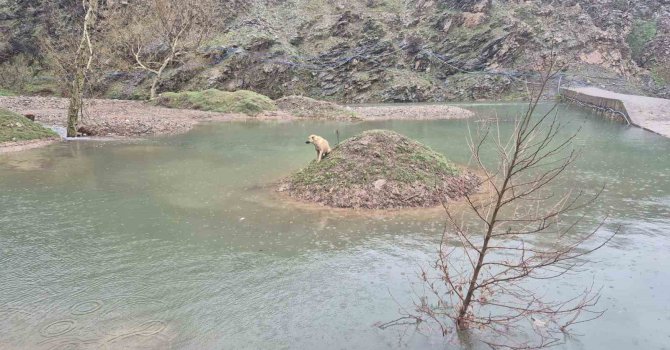 Mahsur kalan köpeği itfaiye ekipleri kurtardı