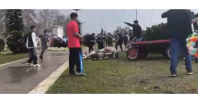 Atını sopa ve tekmeyle bayılttı