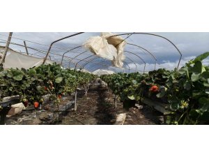 Silifke’de hortum seraları yerle bir etti