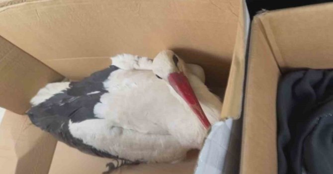 Göç yolundaki leyleklere av tüfeğiyle ateş ettiler