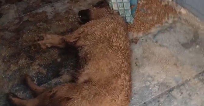 Bucak Belediyesi Sokak Hayvanları Bakımevi ve Rehabilitasyon Merkezi’nde feci görüntüler