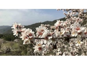 Antalya’da badem ağaçları çiçek açtı, doğada renk cümbüşü yaşanıyor