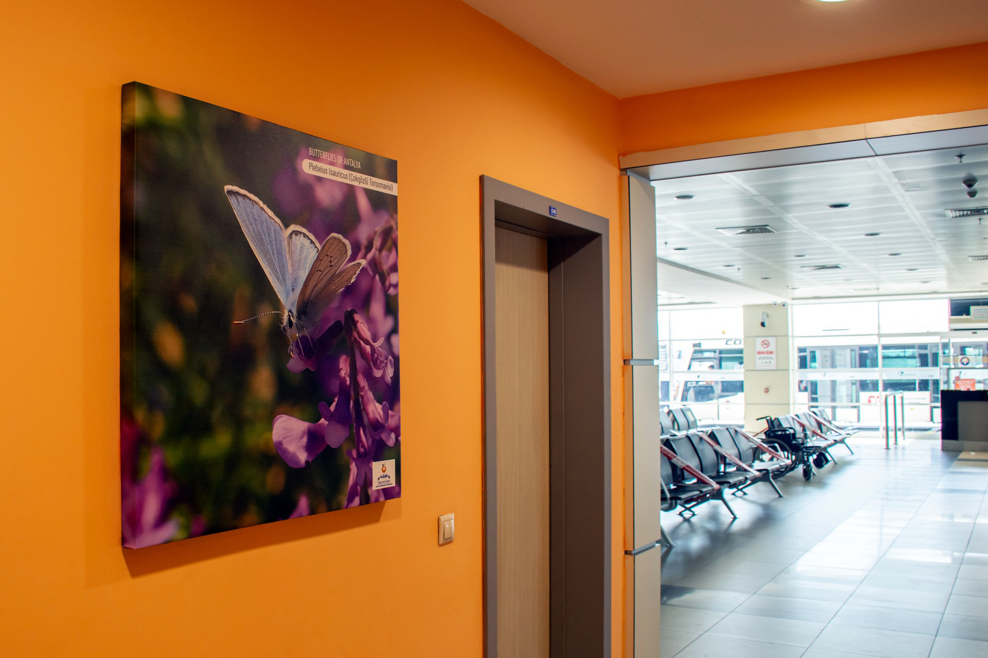 Antalya Kelebekleri, Antalya Havalimanı'nda