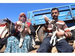 Akaryakıt karıştığı iddia edilen yağmur suyu birikintisinden içerek telef olan küçükbaş hayvanların yavrularını biberonla yaşatmaya çalışıyorlar