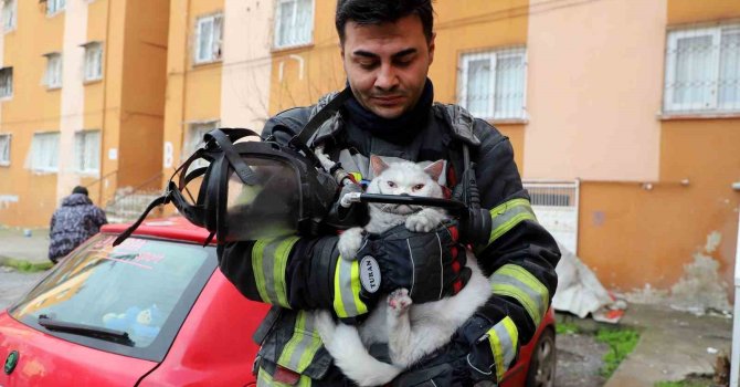 Alevlerin arasından kurtarıldı: İtfaiye hamile kediyi sağ salim çıkardı