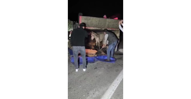 Adana’da kasası eşek dolu kamyonet yola devrildi