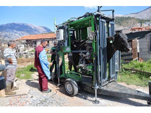 Gündoğmuşlu üreticilerin büyükbaş hayvanlarına tırnak bakım desteği
