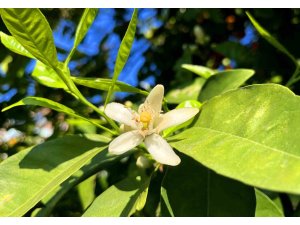 Adana’da portakal çiçeği kokusu kenti sardı