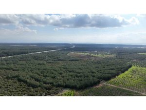 "81 İlde 81 Orman" projesi ilkbahar dikimleriyle devam ediyor