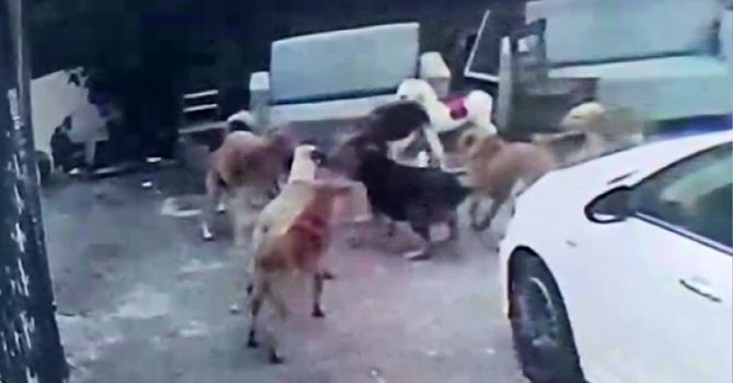 Köpek sürüsü kediyi parçaladı, korkudan çocuğunu okuldan aldı