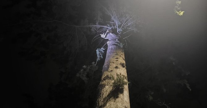 İskenderun’da ağaçta mahsur kalan kediyi itfaiye kurtardı