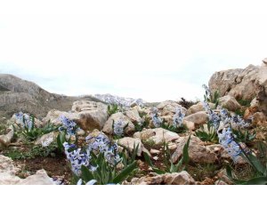 Kar altından çıkan kaya sümbülü görsel şölen sunuyor