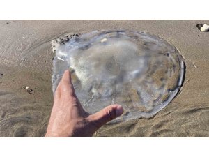 Akdeniz’deki zehirli denizanaları Mersin sahillerine vurdu