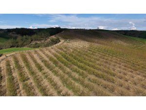 Adana’da dolu kayısı bahçelerini vurdu, çağlalar yere döküldü