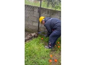 Tel örgüye sıkışıp, mahsur kalan kirpi kurtarıldı