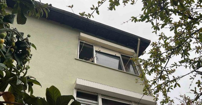 Pencereden bakan ev kedisi itfaiyeyi alarma geçirdi