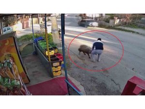 Sürünün geçişi esnasında 3 metrelik kuyuya düşen koyunu esnaf kurtardı: O anlar kamerada