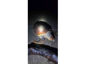 Antalya’da sahilde dev caretta caretta ölü bulundu
