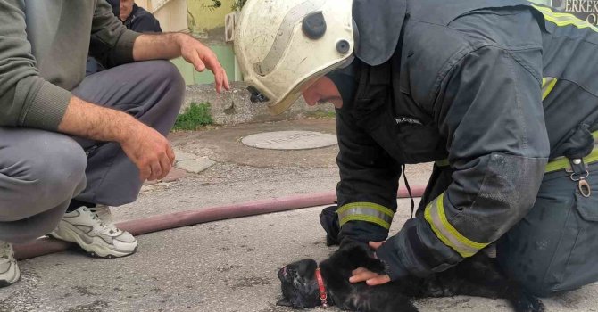 İtfaiye eri yangında dumandan etkilenen kediyi kalp masajı ile hayata döndürdü