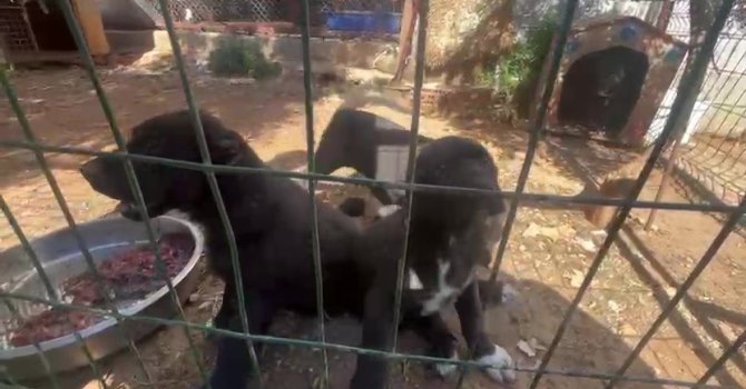 Dövüş köpeği üretip yavruların kulaklarını kesen işletmeye 323 bin TL ceza