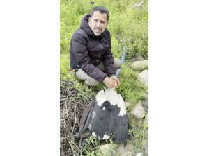 Saçmaların hedefi olan leyleğe kuş gözlemcisinden ilk yardım