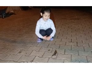 Adana’da ’semender’ görüldü