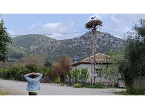 Baharın habercisi leylek, yuvasına bu yıl da eşiyle birlikte geldi