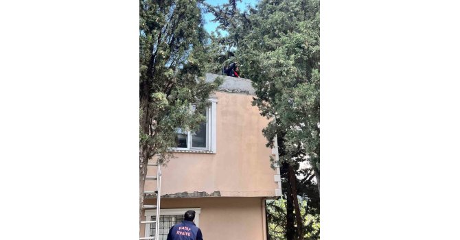 Defne’de ağaçta mahsur kalan kediyi itfaiye kurtardı