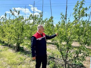 Kırıkhan’da şeftali bahçeleri incelendi