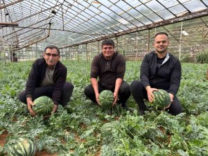 Antalya’da  kış karpuzu hasadı için geri sayım başladı