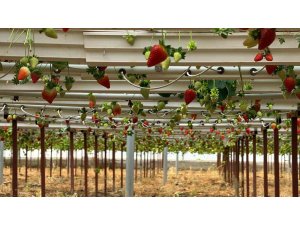 Almanya’da eğitim aldı, Türkiye’de "topraksız" başarıyı yakaladı: Hedef 100 ton çilek