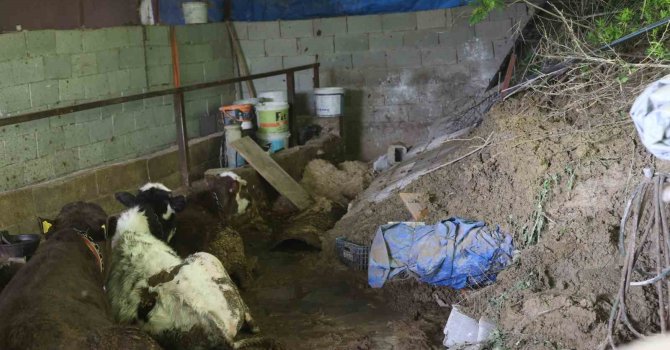 Hatay’da heyelanda önü toprakla dolan ahırda hayvanlar mahsur kaldı