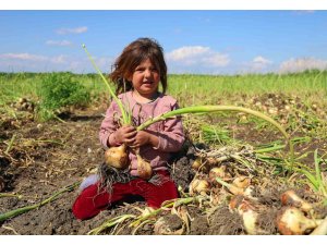 Turfanda soğanda hasat başladı, fiyatı arz-talep belirleyecek