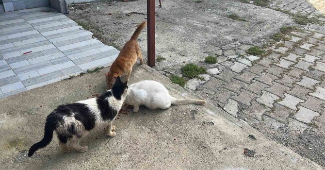 Kötü şartlarda evde tutulan hayvanlar, gençlerin tepkisi sonrası kurtarıldı