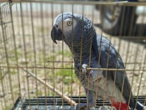 Antalya’da belgesiz papağan bulunduran işletme sahibine 15 bin TL ceza